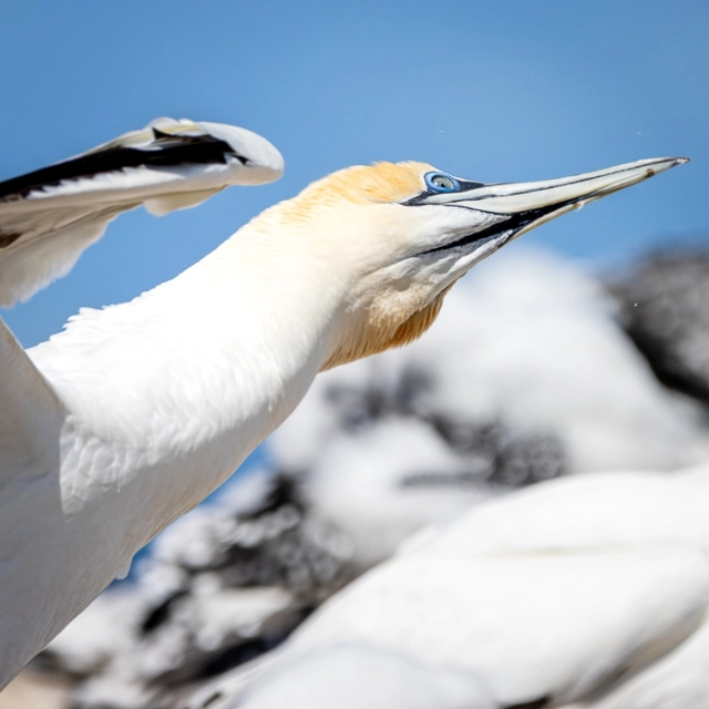 CapeKidnappers-11_thumb.webp