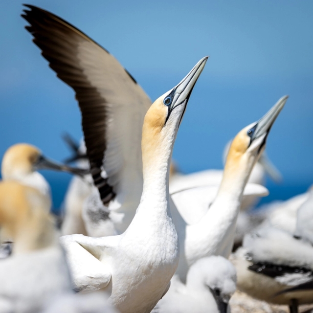 CapeKidnappers-12_thumb.webp