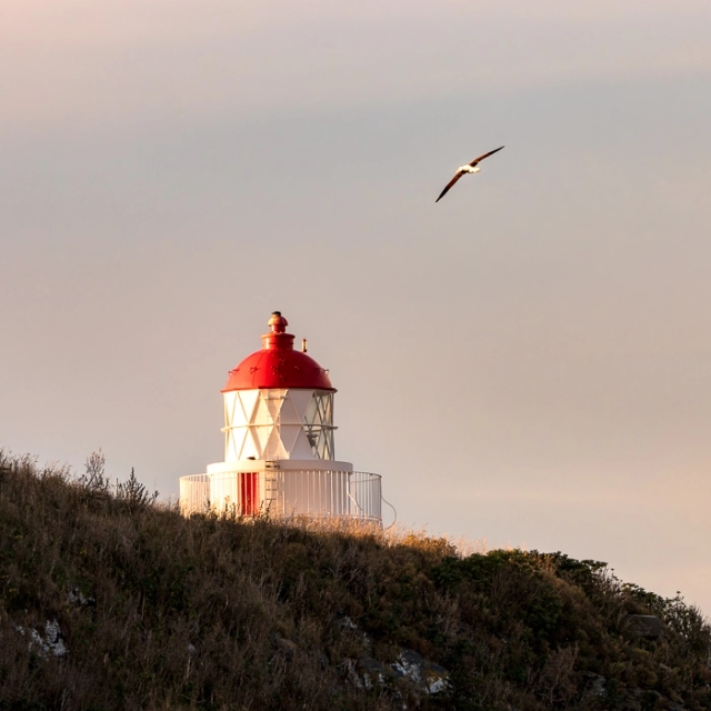 RoyalAlbatross-10_thumb.webp