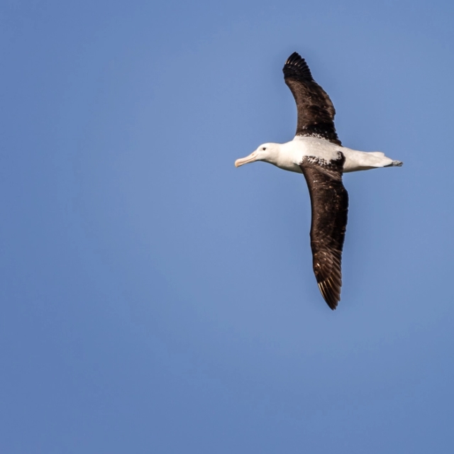 RoyalAlbatross-1_thumb.webp