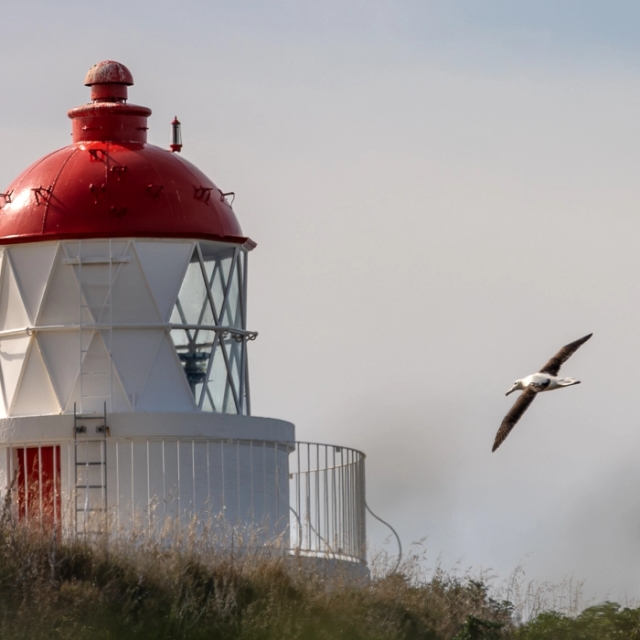 RoyalAlbatross-2_thumb.webp