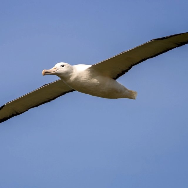 RoyalAlbatross-3_thumb.webp