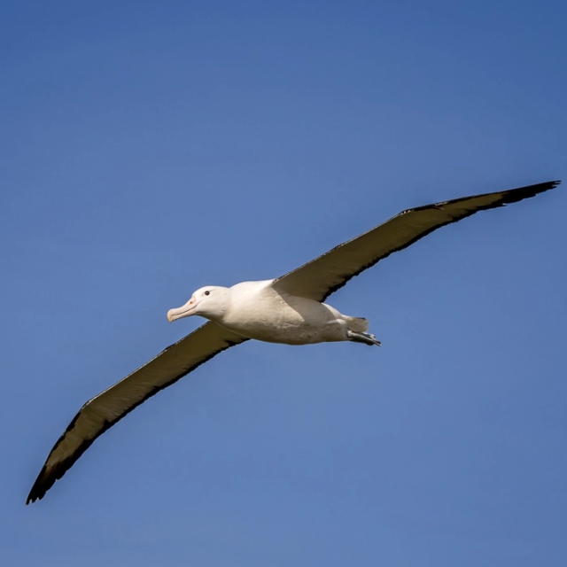 RoyalAlbatross-5_thumb.webp