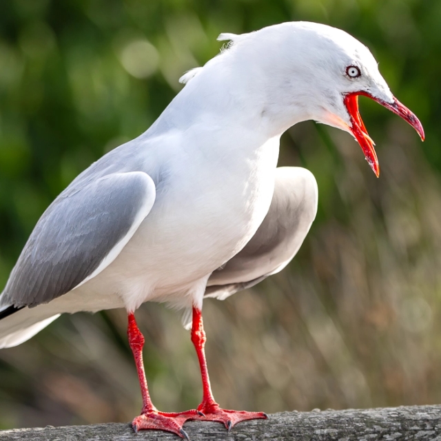 RoyalAlbatross-6_thumb.webp