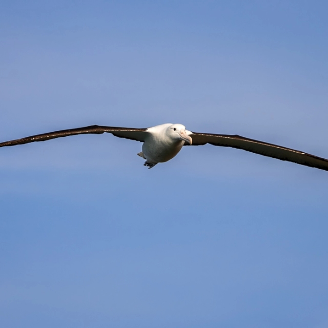 RoyalAlbatross-7_thumb.webp