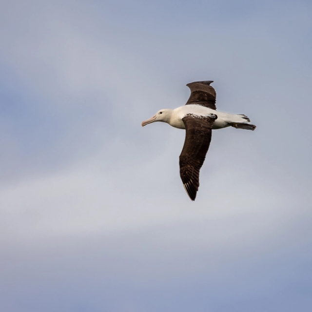 RoyalAlbatross-9_thumb.webp