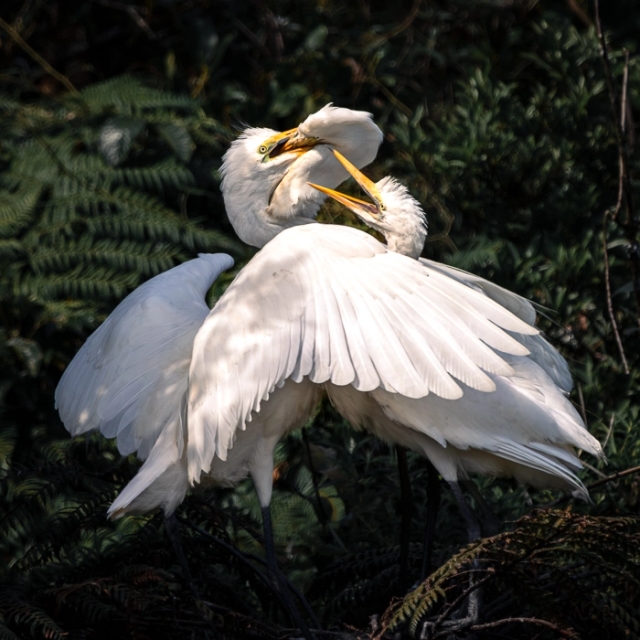 WhiteHerons-10_thumb.webp