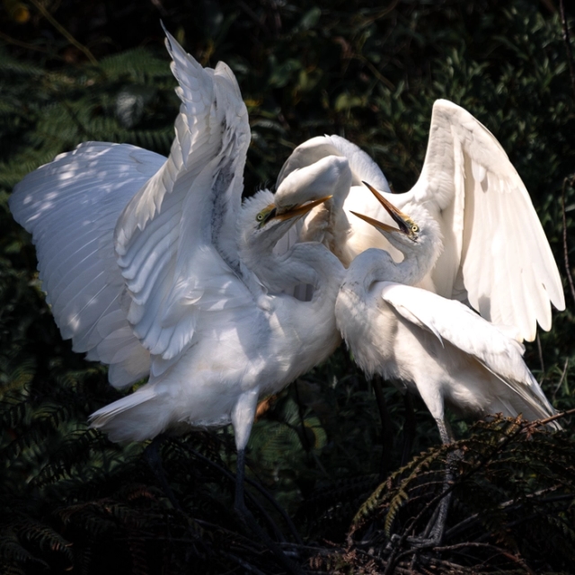 WhiteHerons-11_thumb.webp