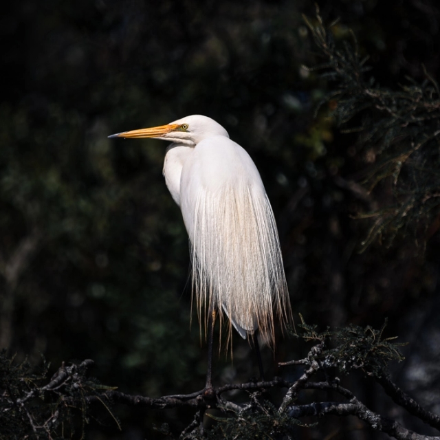 WhiteHerons-1_thumb.webp