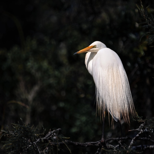 WhiteHerons-2_thumb.webp