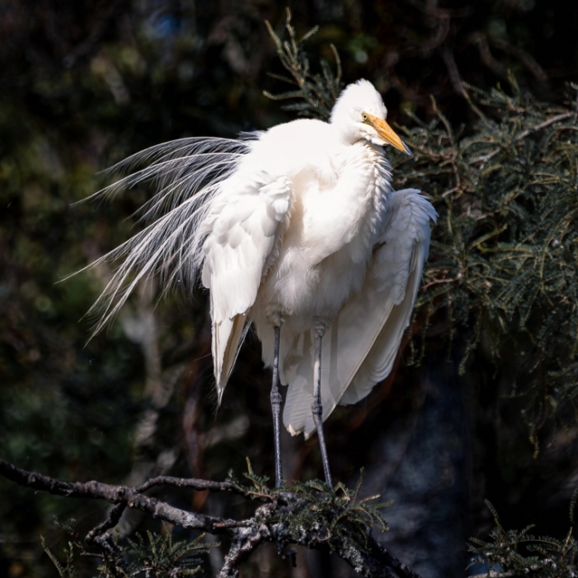 WhiteHerons-3_thumb.webp