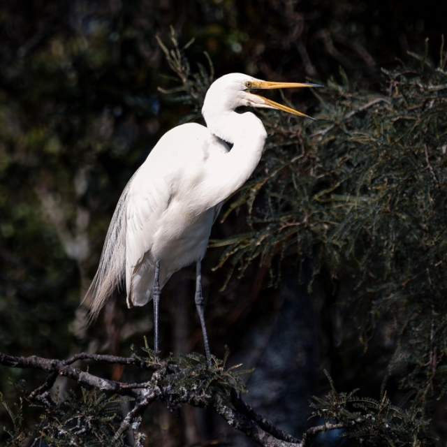 WhiteHerons-4_thumb.webp