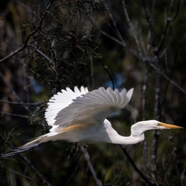 WhiteHerons-5_thumb.webp