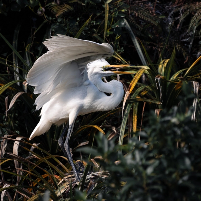 WhiteHerons-6_thumb.webp