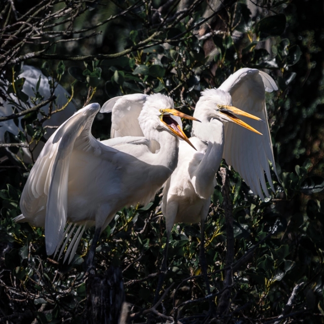 WhiteHerons-7_thumb.webp