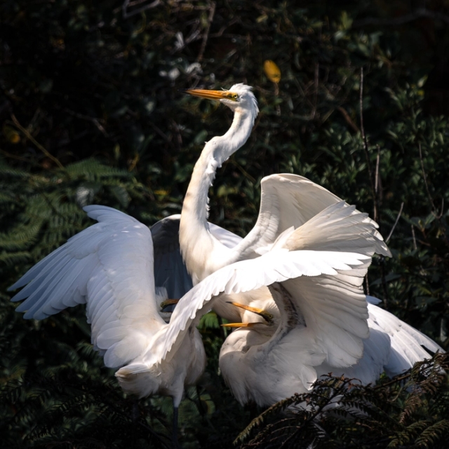 WhiteHerons-9_thumb.webp